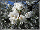 foto Ciliegi in fiore tra i Colli Asolani